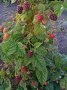 cascade berries 2