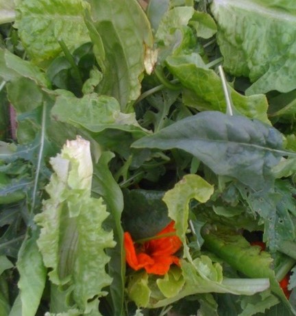 Salad