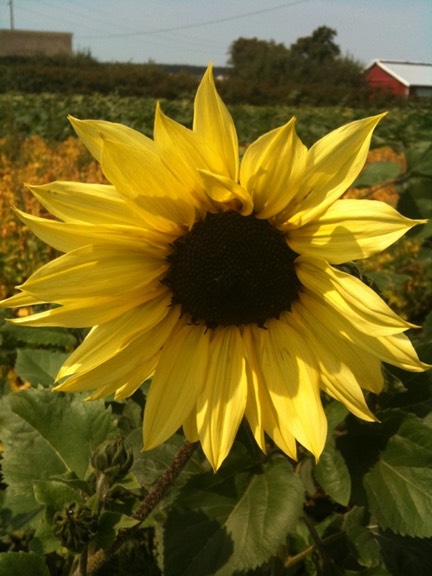 sunflower - bright