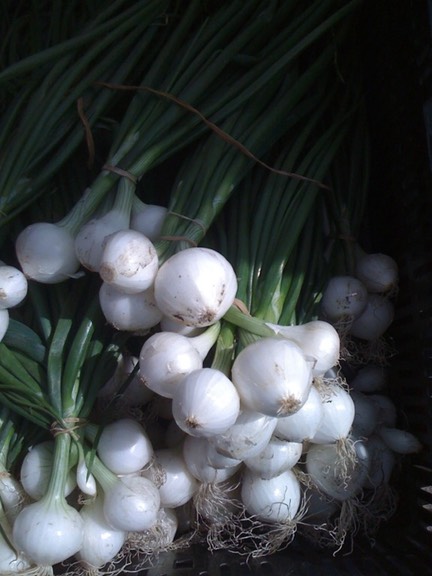 Crystal White Waxing Onions
