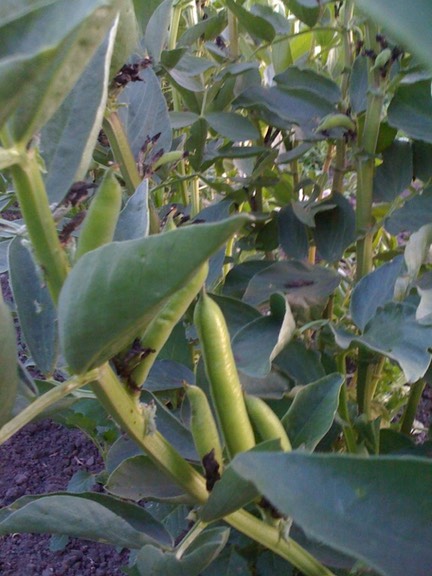 fava beans close up