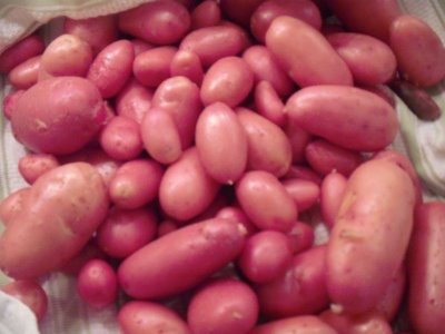 French Fingerling Potatoes 004