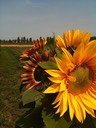 sunflower bunch
