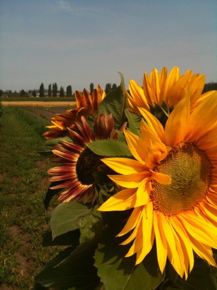 sunflower bunch